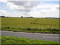 View across cornfield