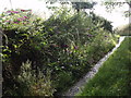 Foxgloves on Tomsclose Lane