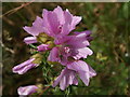 Musk mallow, Winkleigh