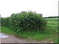 Farm gate and beginning of footpath to Hunstrete Plantation