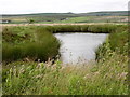 Pond, Cranberry Moss