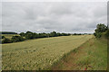 Ripening corn near Sheds farm