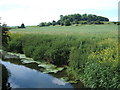 Looking across from the dyke bridge to Brockholes Wood