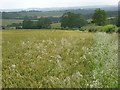 Farmland, Clarendon Park