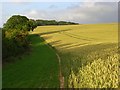 Wheat field above Cockey Down