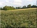 Farmland, Firsdown