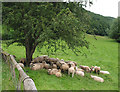 SO6129 : Sheep shelter beneath a hawthorn tree by Pauline E