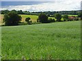 SU2141 : Farmland, Newton Tony by Andrew Smith