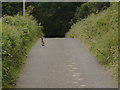 Pheasant in the road at Airds of Kells