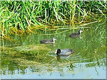SU0797 : Coot and chicks, Thames and Severn canal, near South Cerney (2) by Brian Robert Marshall