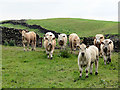 NX8587 : Young cattle on good grazing by RH Dengate