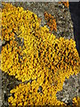 Common Orange Lichen