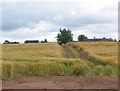 Farm track through ripening barley