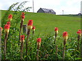 Field near Balfour