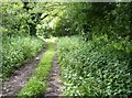 Footpath from Pagham Farm