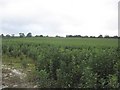 Crop near Beans Land Farm