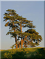 Skyline trees catch the evening sun