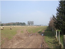SO3443 : Sheep by Cross End Farm by Jonathan Billinger