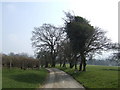 Tree-lined lane