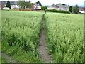 Cut path through a field of oats