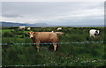G1241 : Farming by bog and coast, south of Downpatrick Head by Liz McCabe