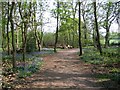 Seats in Crackley Wood