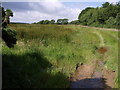 Field west of Beaworthy