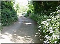 Quarr Lane approaching Sherborne