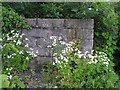 Wildflowers at Devenish