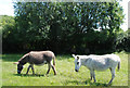 Donkeys grazing near The Marshes