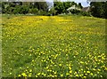 Meadow north of Sherston