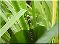 Southern hawker dragonfly