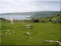 SS4985 : Gower ponies by David Luther Thomas