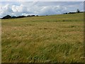 Barley, Little Wishford