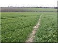 Footpath across the wheat