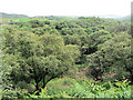 Woodland in the river valley