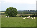 Pastures near Townfoot, Slaley