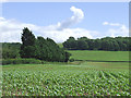 Crop Field, Weston, Shropshire