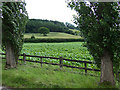 Field of Maize near Monkhall, Shropshire