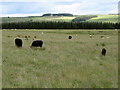 NY8580 : Pastures and plantation below Anton Hill (2) by Mike Quinn