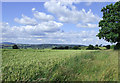 Wheat Field near Upton Cressett, Shropshire