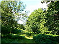 Path west through Bentley Wood