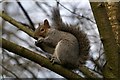 Grey Squirrel