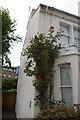 Roses and clematis on side of house in Clare Street