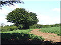 Potato field near Bokenna