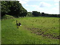 Grazing land near West Trevillis