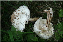 SJ4242 : Fungi, Edible or not ? by Geoff Evans