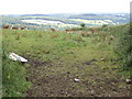 Beef cattle above the Fowey valley