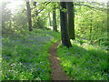 Bluebells on river Dearne bank.