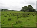 Cluntyganny Townland